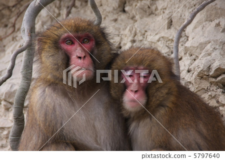 A couple of monkeys 5797640