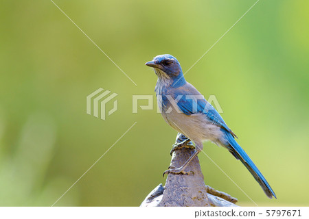 美國磨砂傑伊 5797671