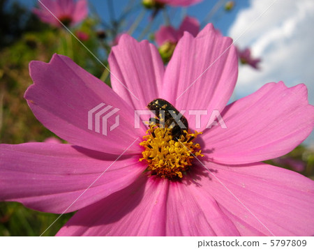 Cosmos and Hanamuguri Cosmos and Hanamuguri 5797809