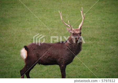 Hart Stars 09 Hart Stars 09 5797812