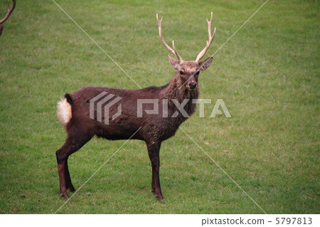 Hart 11 Hart 11 5797813