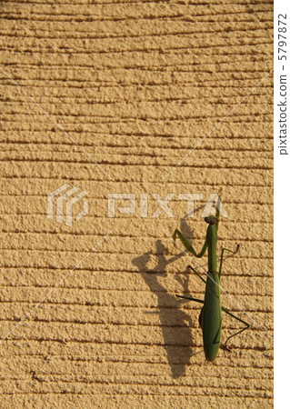 Mantis and painted wall 3 5797872