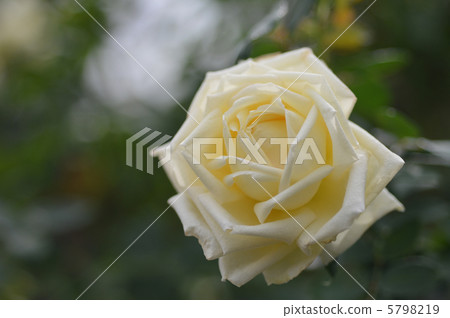 白玫瑰 5798219
