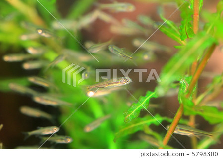 一群kawamuts 5798300