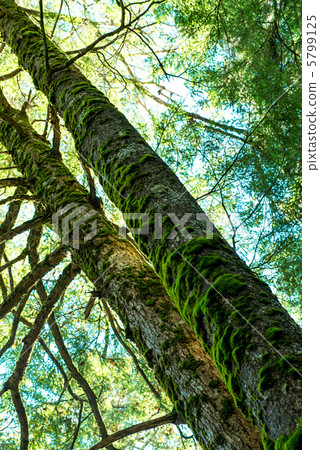 Moss-covered trees 5799125