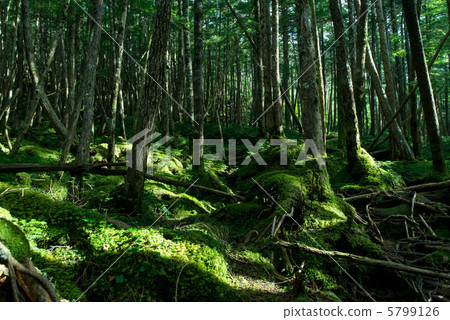 Forest covered with moss 5799126