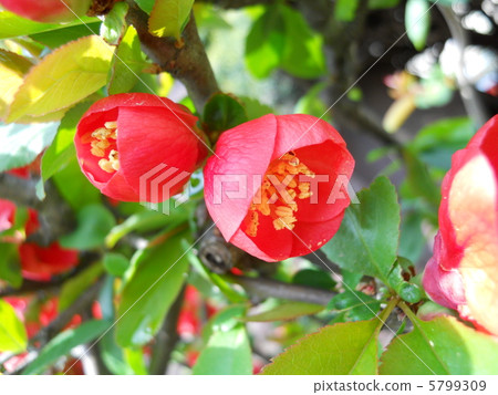 Flower of crumpled 5799309