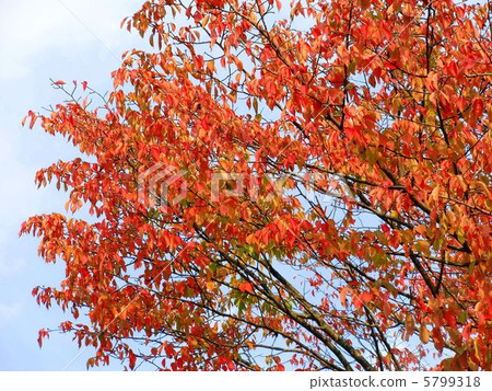 Autumn leaves of Oshima cherry tree 5799318