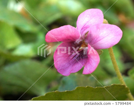 Cool Darzas (odor violet) 5799484