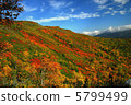 Autumn leaves first 5799499
