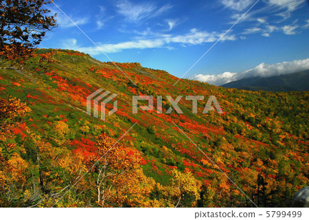 Autumn leaves first Autumn leaves first 5799499
