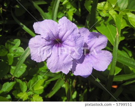 Ruelia · Southern Star Pink Flower 5799551
