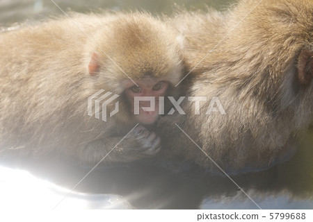 Japanese macaques 5799688