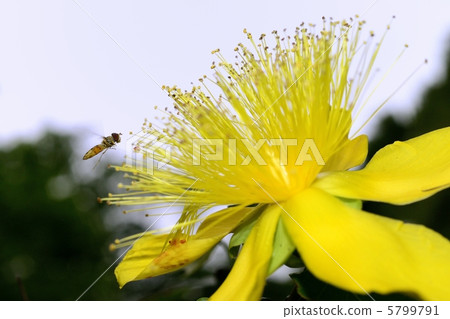Beauty willow and hozuhirataav 5799791