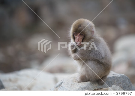日本獼猴 日本獼猴 5799797