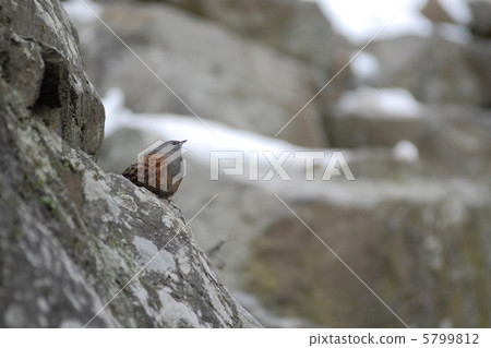 Rock lark 5799812