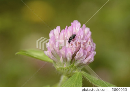 Rangegow and Komoronomihamushi Rangegow and Komoronomihamushi 5800033