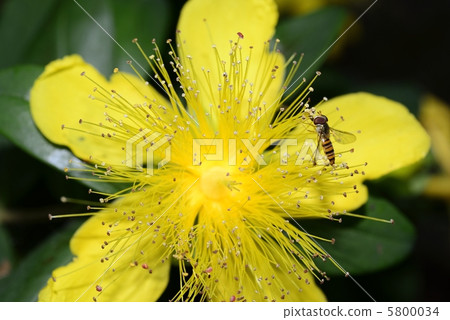 Beauty willow and hozuhirataav Beauty willow and hozuhirataav 5800034