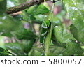 A swallowtail larva 5800057
