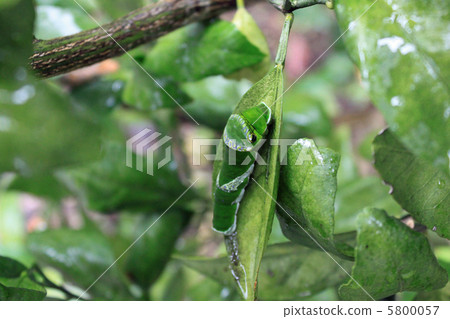 A swallowtail larva 5800057
