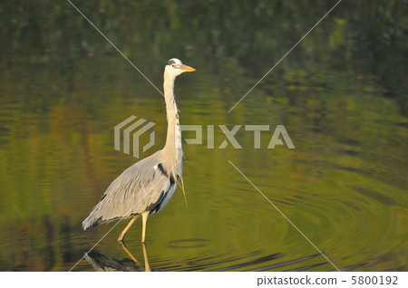 A walk 5800192