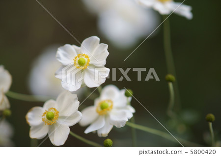 秋天三木,唯一開花,白色 秋天三木,唯一開花,白色 5800420