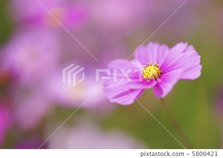 宇宙·衝粉紅色 宇宙·衝粉紅色 5800421