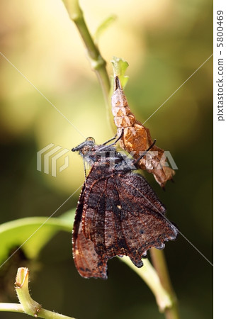 Finally came out 5800469