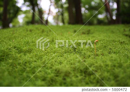 Kenrokuen Moss Kenrokuen Moss 5800472