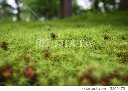 Kenrokuen Moss 5800475