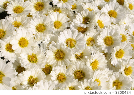 Kogiku/White 5800484