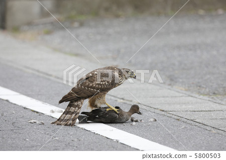 Hunting Otaka (Young Bird) 5800503