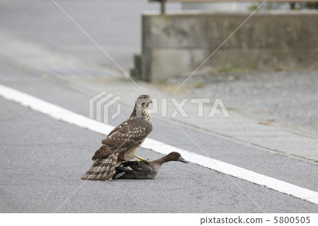 狩獵Otaka(幼鳥) 狩獵Otaka(幼鳥) 5800505