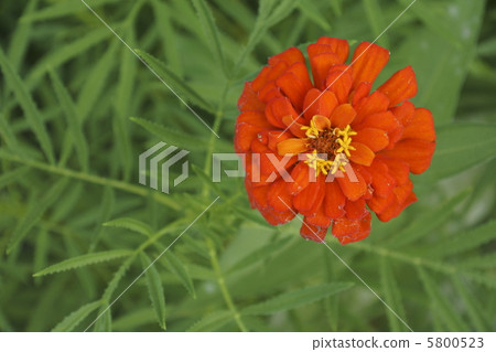 百日草 百日草 5800523