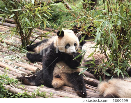 Panda in Sichuan Province Panda in Sichuan Province 5800699
