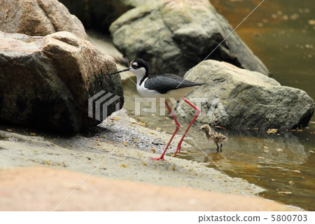 Chloe Reita的父母和子女 5800703