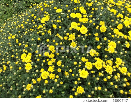 秋天的顏色菊花 5800747