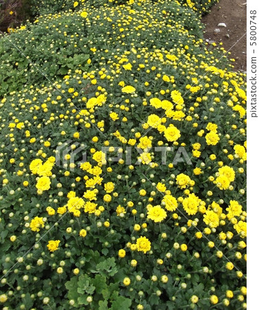 秋天的顏色菊花 5800748