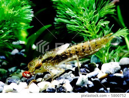 ANAX帕泰諾佩朱利葉斯·蜻蜓幼蟲 5800752