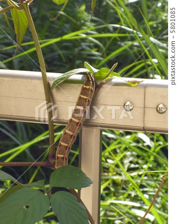Larva 5801085