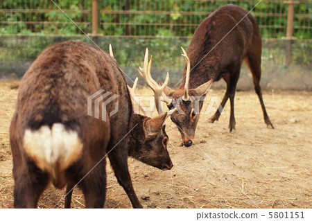 Wappitchi's interdigitation 5801151