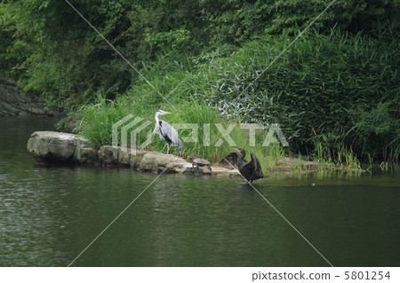 蒼鷺，烏龜，鸕鶿（兵庫縣三田市） 5801254