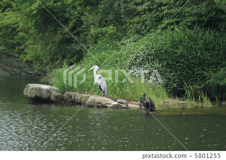 蒼鷺，烏龜，鸕鶿（兵庫縣三田市） 5801255