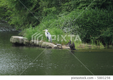 蒼鷺，烏龜，鸕鶿（兵庫縣三田市） 5801256