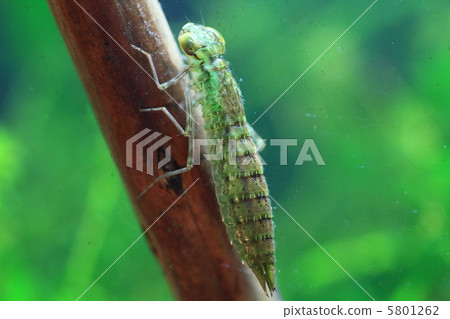 Anax parthenope yago 5801262