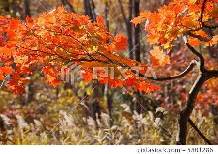 Maple 5801286