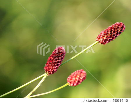 Wailemokou：阿庫雷 5801340