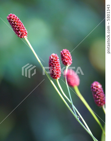 Wailemokou:阿庫雷 Wailemokou:阿庫雷 5801343