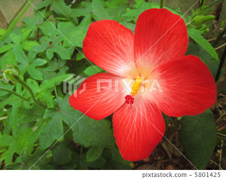 Aka香蕉花 5801425