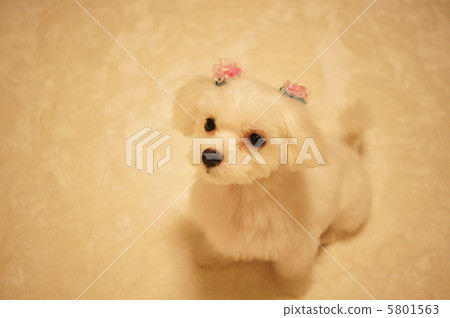 Maltese puppy sushi whole body 5801563